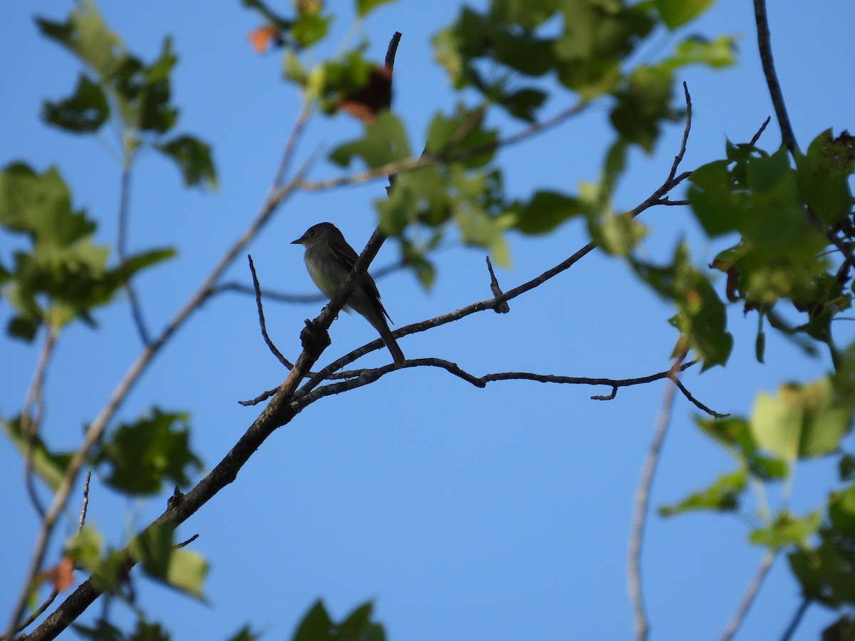 Eastern Wood-Pewee - ML636549827