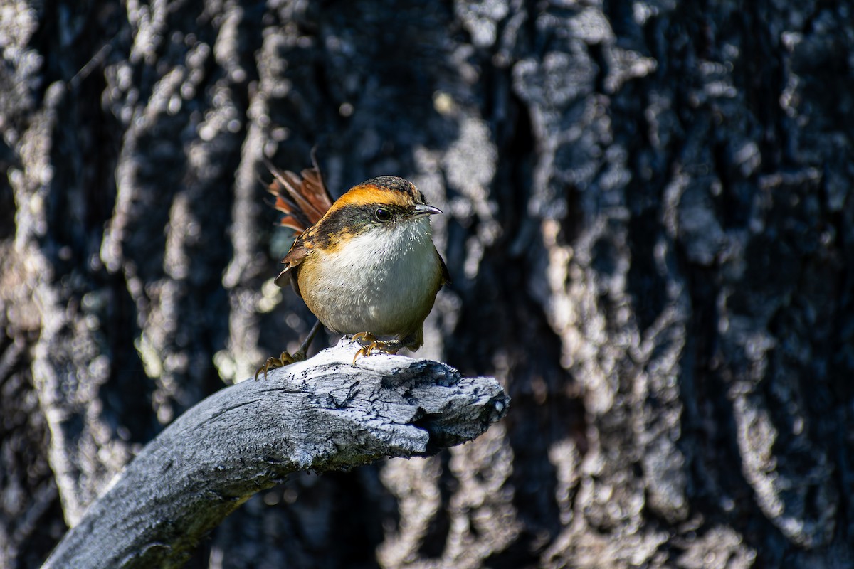 Thorn-tailed Rayadito - ML636549849