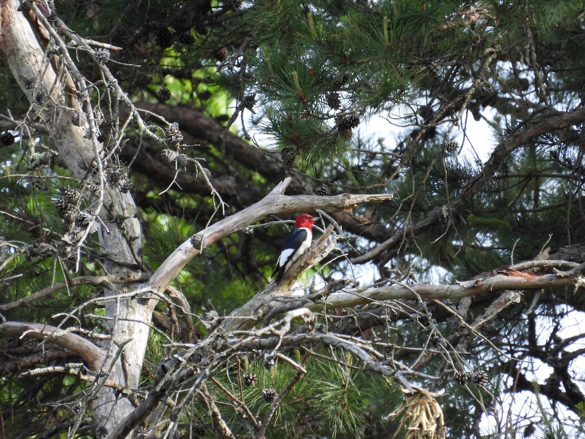Red-headed Woodpecker - ML636549899