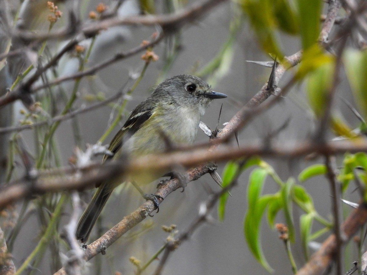 Dwarf Vireo - ML636550044
