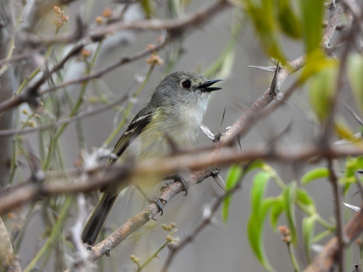 Dwarf Vireo - ML636550046