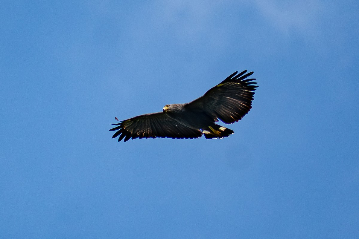Solitary Eagle - ML636550205