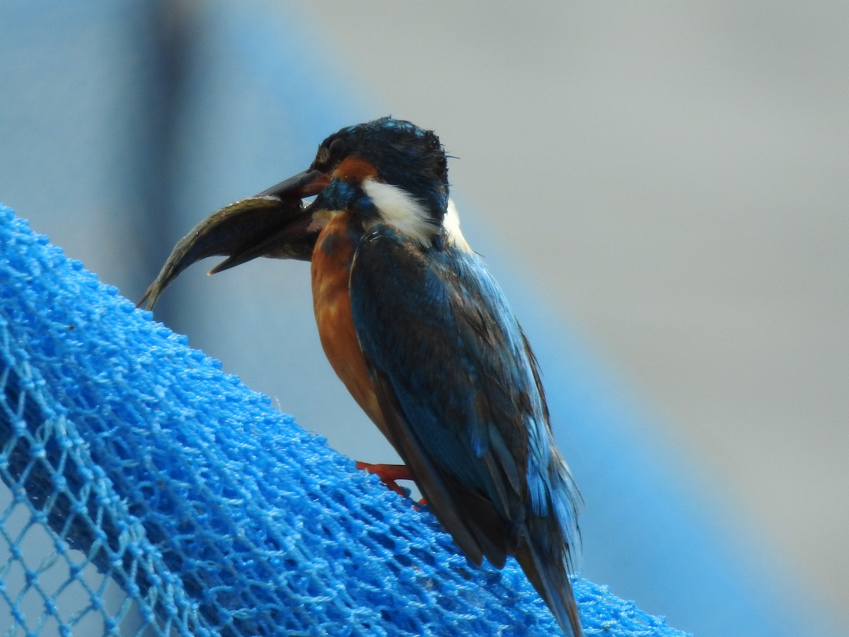 Номин шогшир - ML636550264