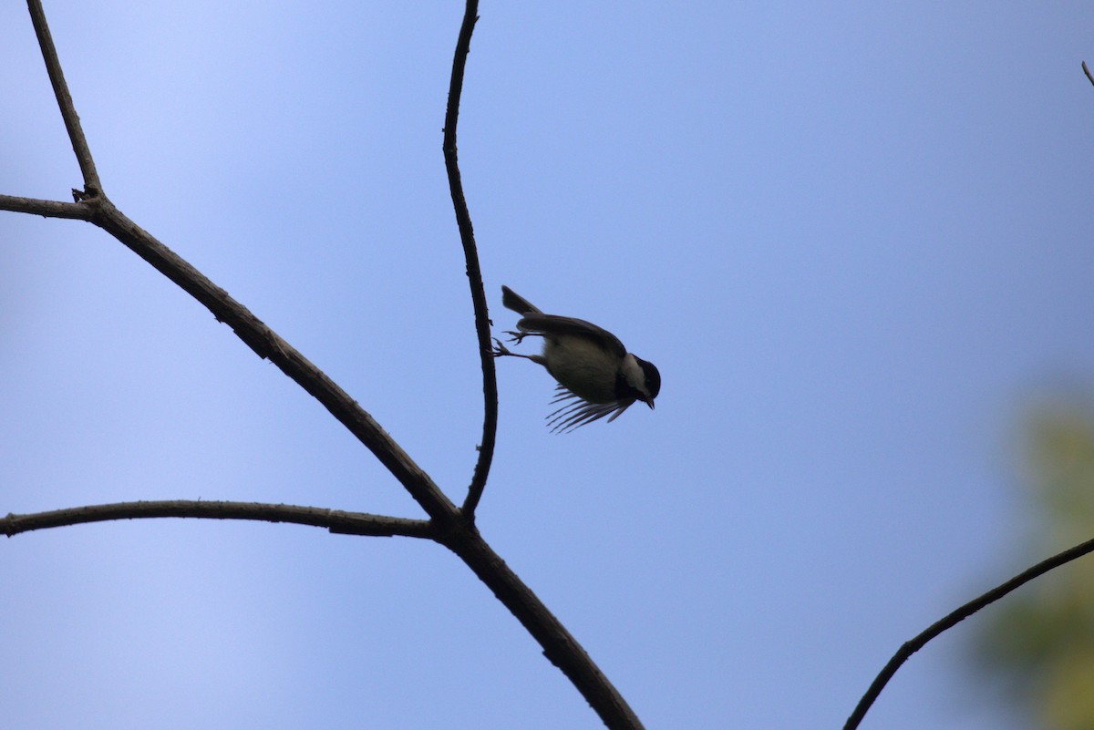 Carolina Chickadee - ML636550265