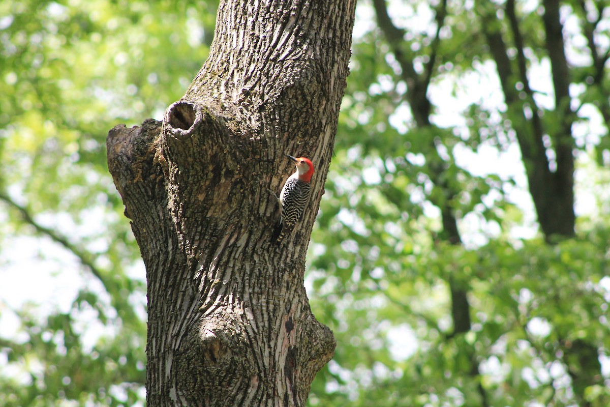Red-bellied Woodpecker - ML636550313