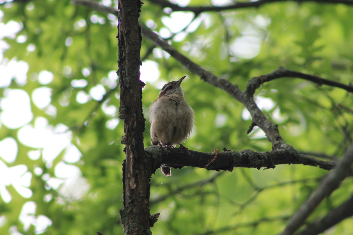Carolina Wren - ML636550344