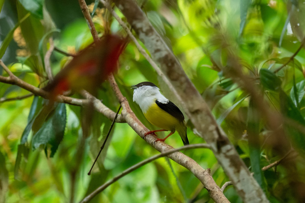 White-collared Manakin - ML636550346