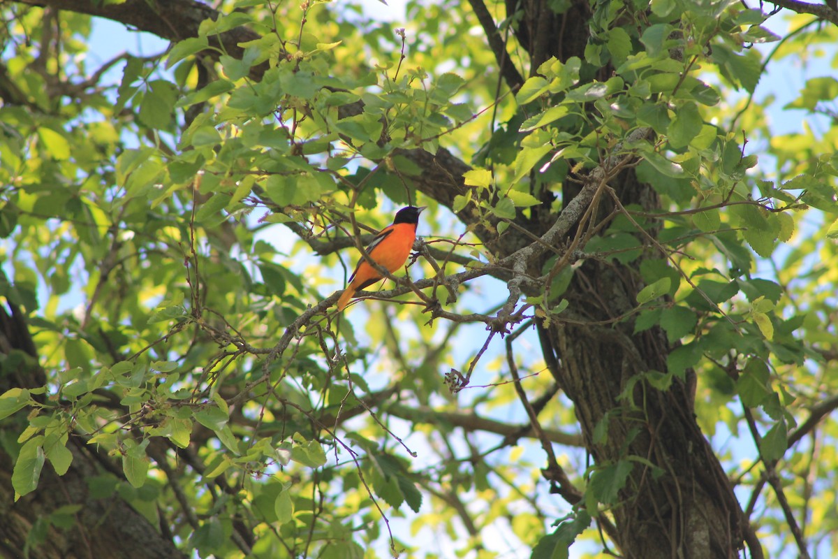 Baltimore Oriole - ML636550366