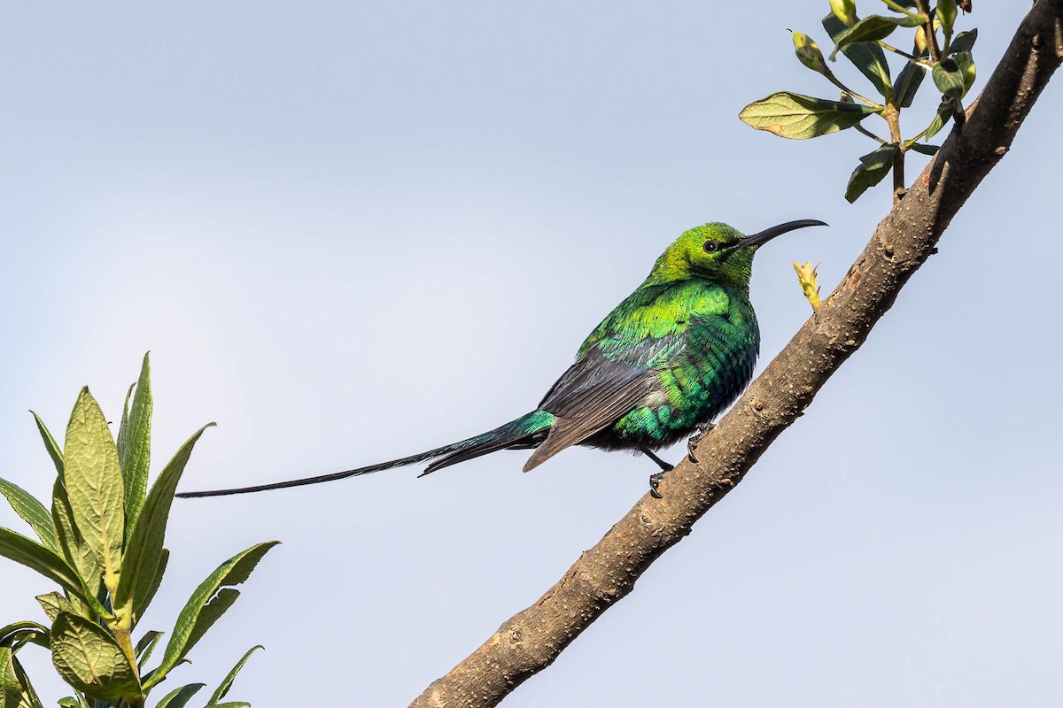 Malachitnektarvogel - ML636550445