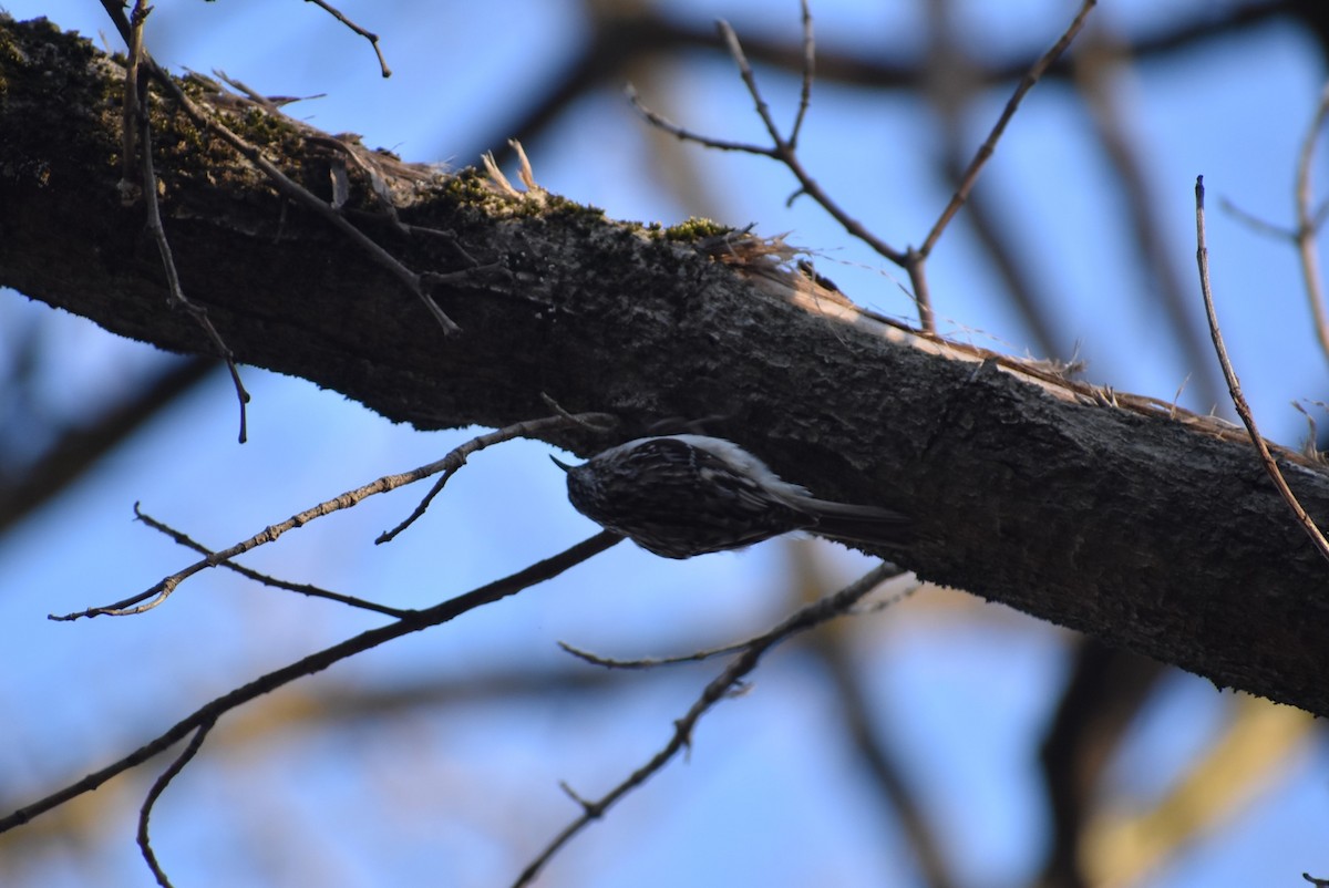 Brown Creeper - ML636550516