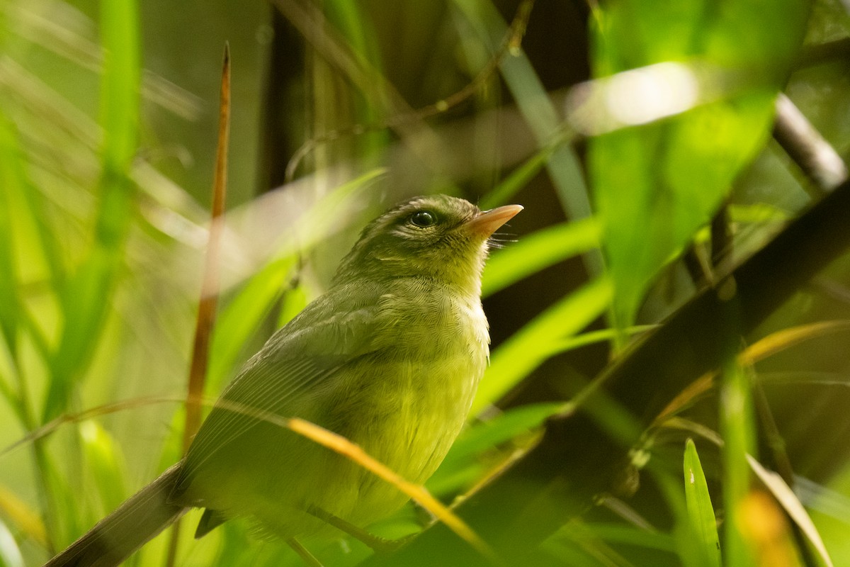 Costa Rican Warbler - ML636550529