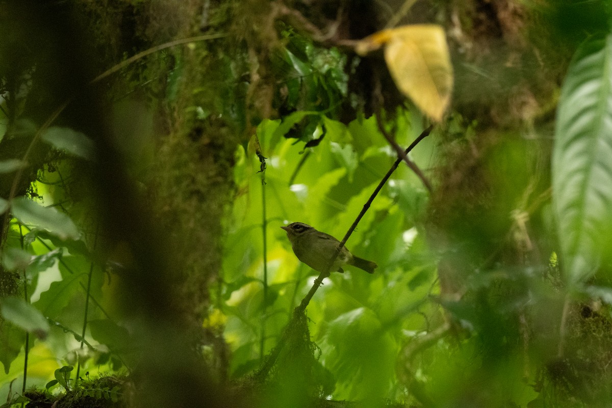 Costa Rican Warbler - ML636550530