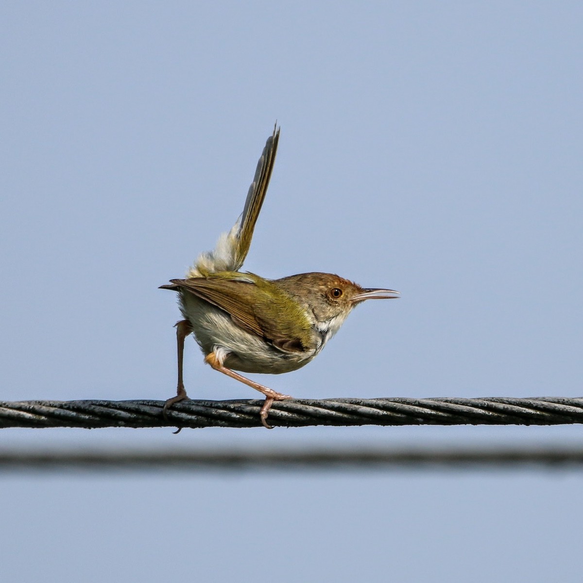 Common Tailorbird - ML636550547