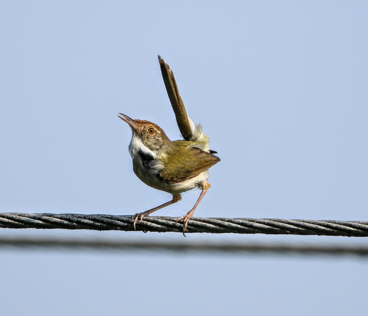 Common Tailorbird - ML636550548