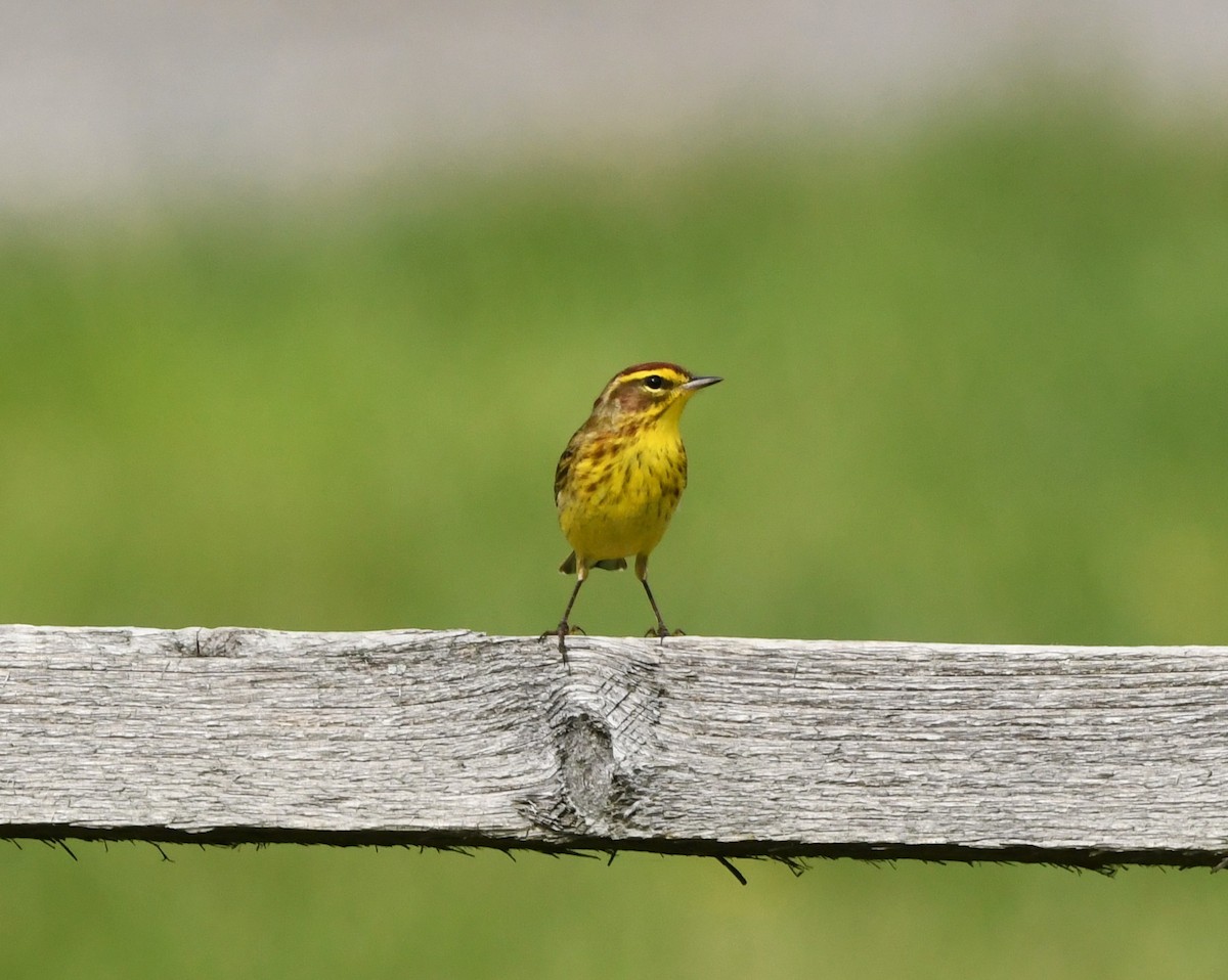 Palm Warbler - ML636550642