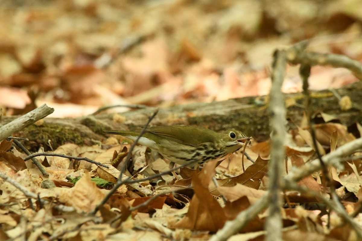 Ovenbird - ML636550698