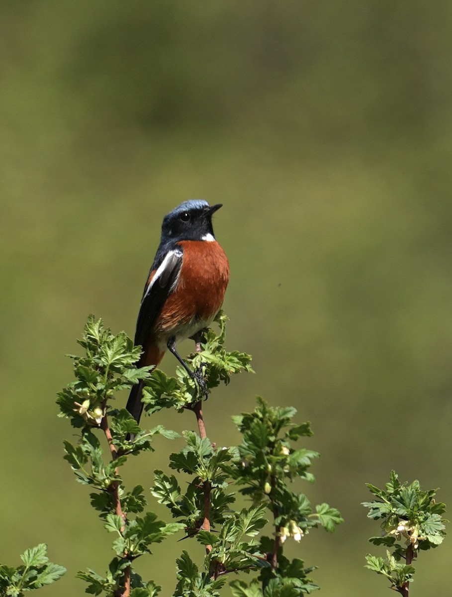White-throated Redstart - ML636550711