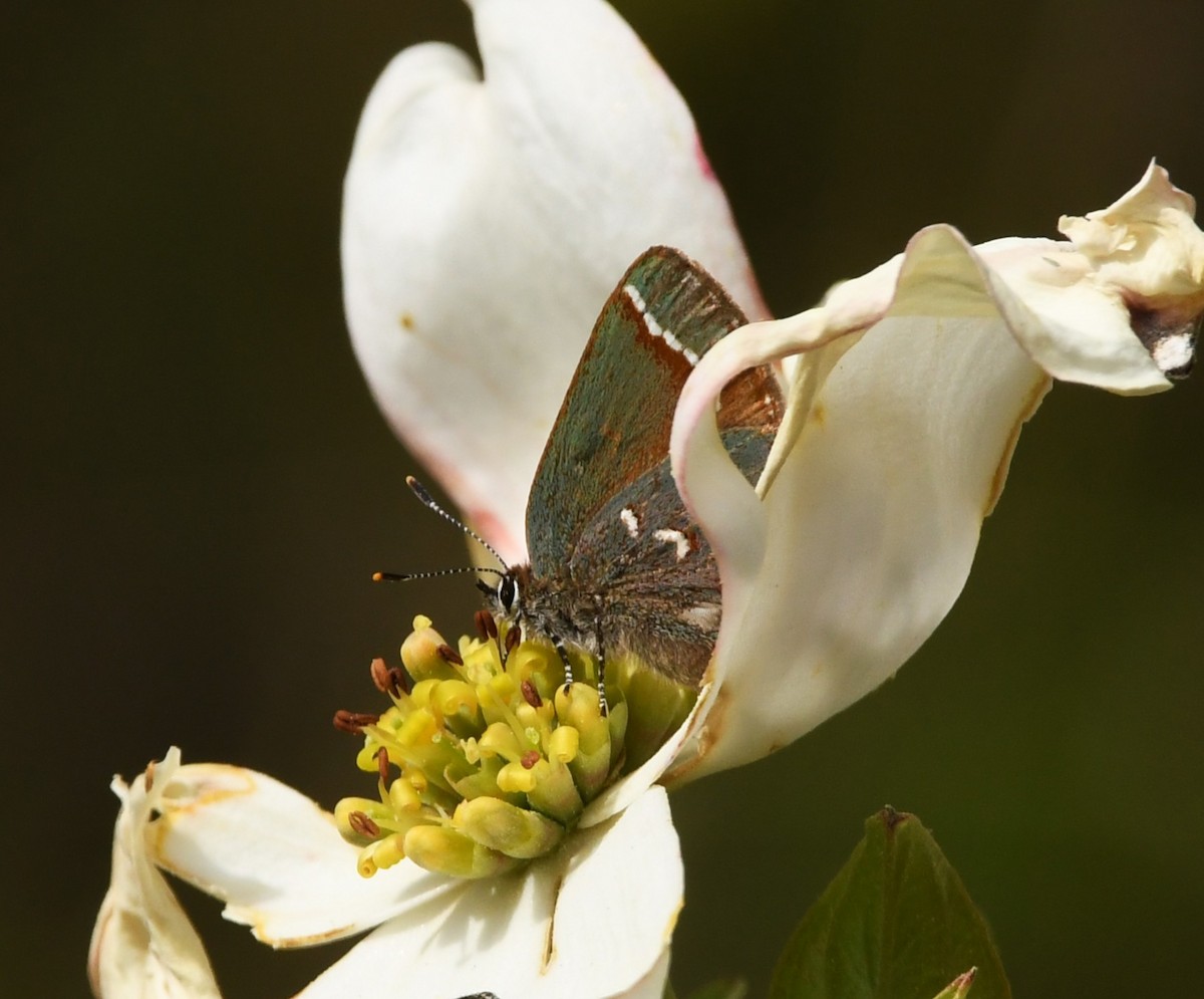 Juniper Hairstreak - ML636550736