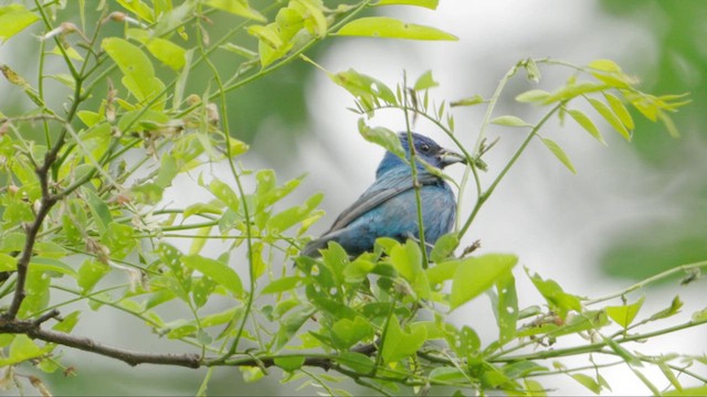 Indigo Bunting - ML636550819
