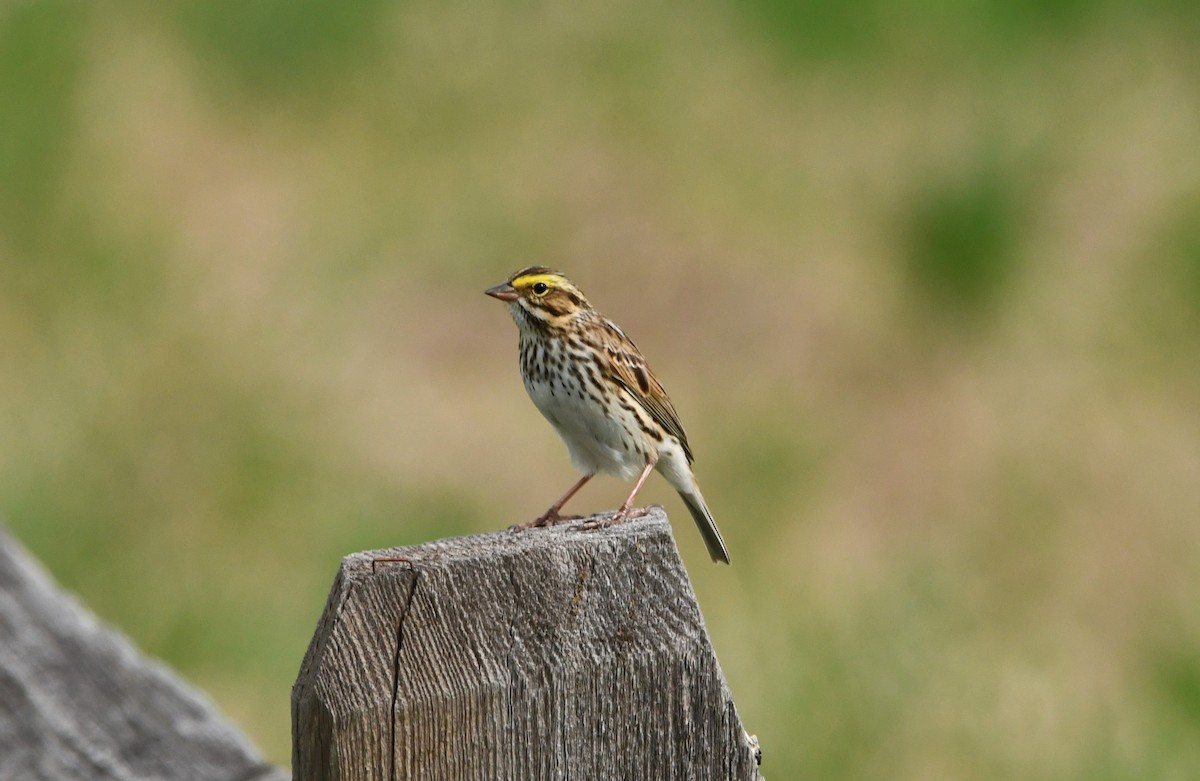 Savannah Sparrow (Savannah) - ML636550895