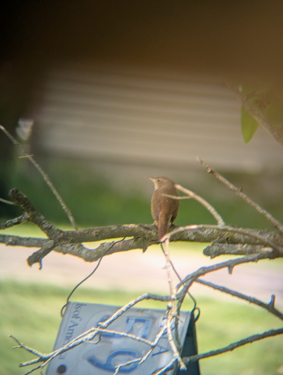 Northern House Wren - ML636550900