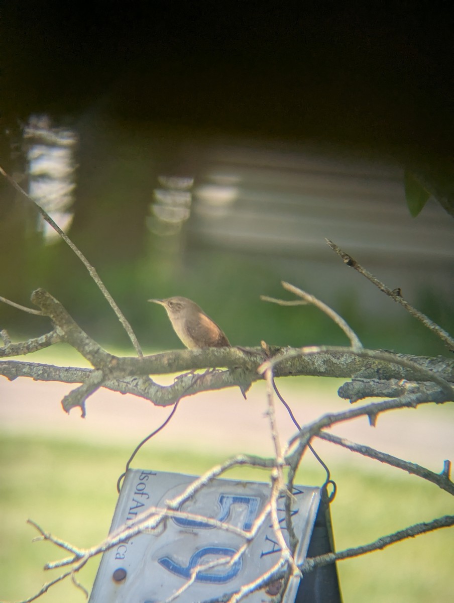 Northern House Wren - ML636550901