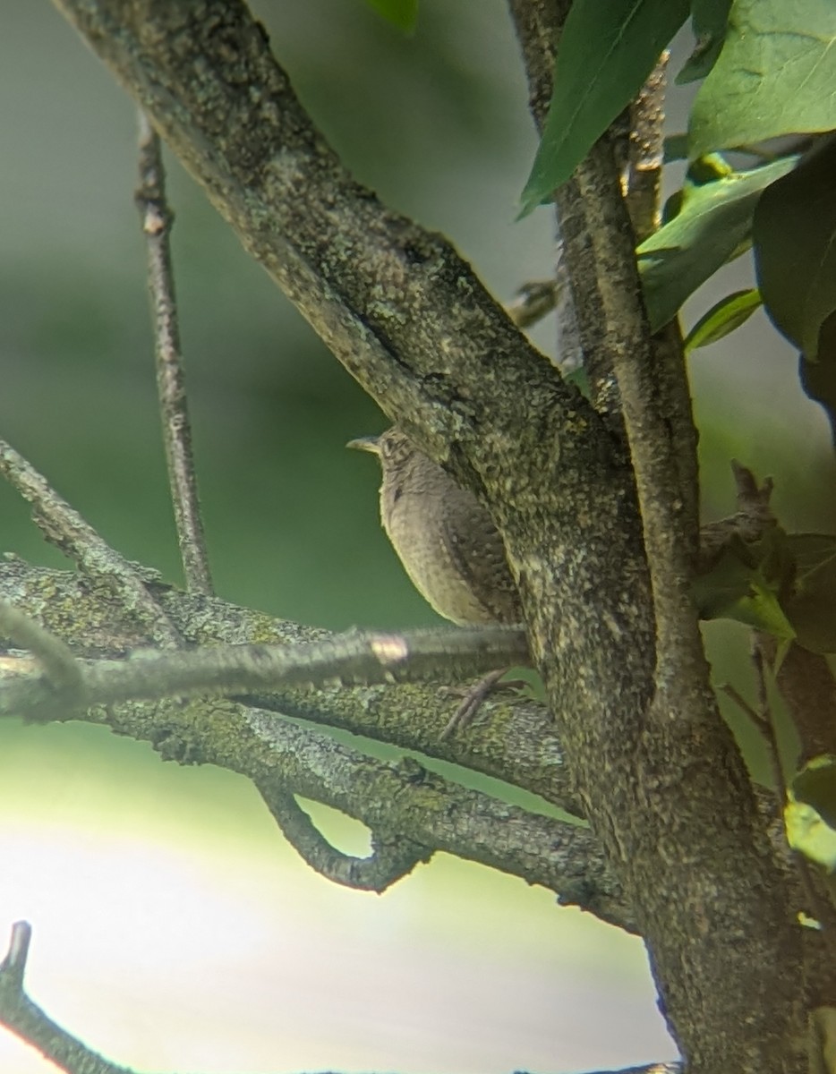 Northern House Wren - ML636550902