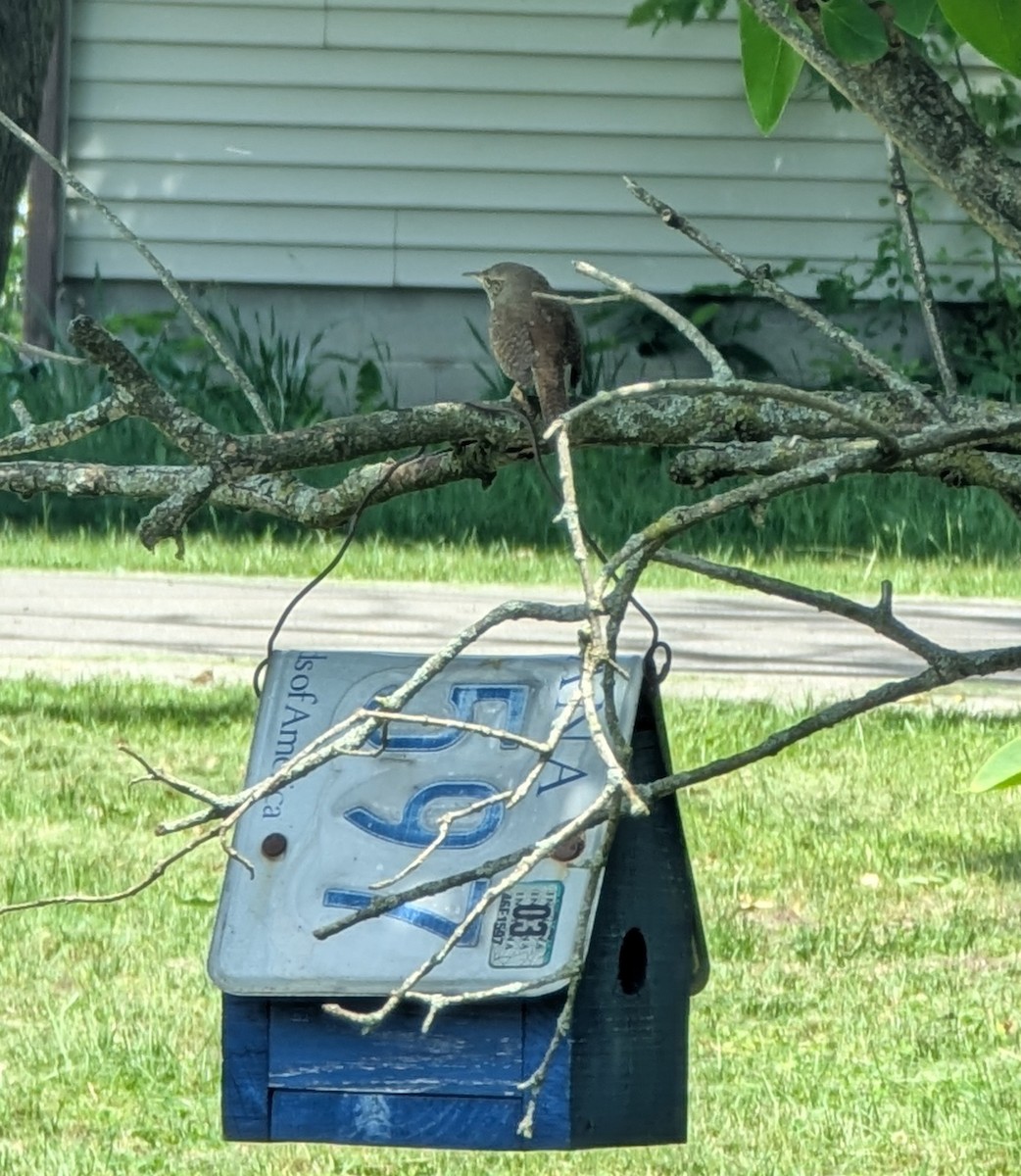 Northern House Wren - ML636550904