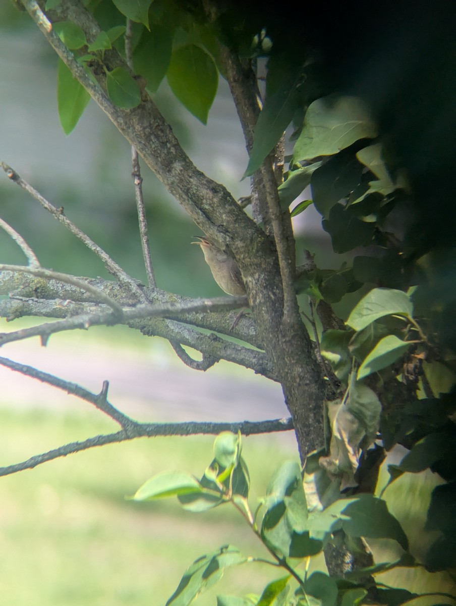 Northern House Wren - ML636550905