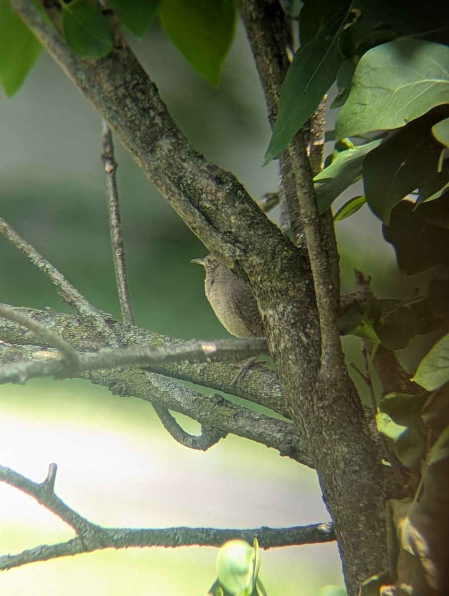 Northern House Wren - ML636550906