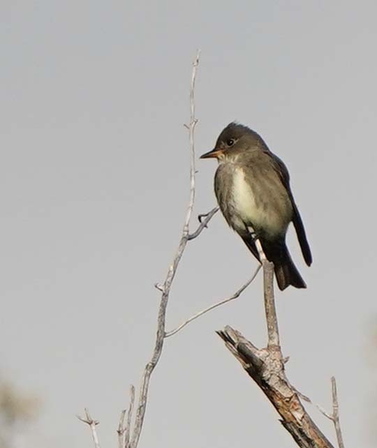 Olive-sided Flycatcher - ML636550938