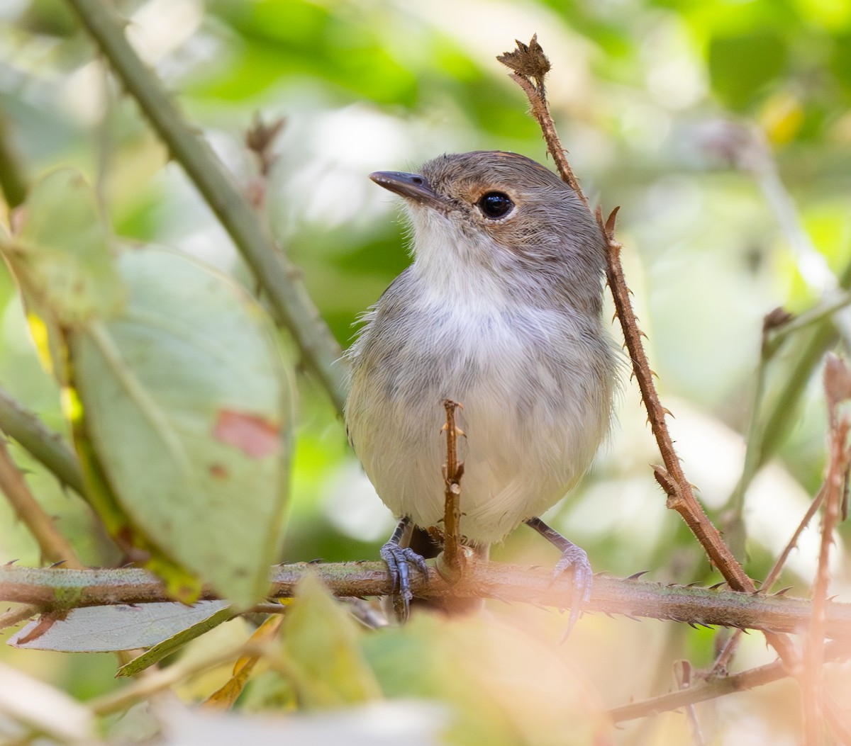 Fulvous-crowned Scrub-Tyrant - ML636551040
