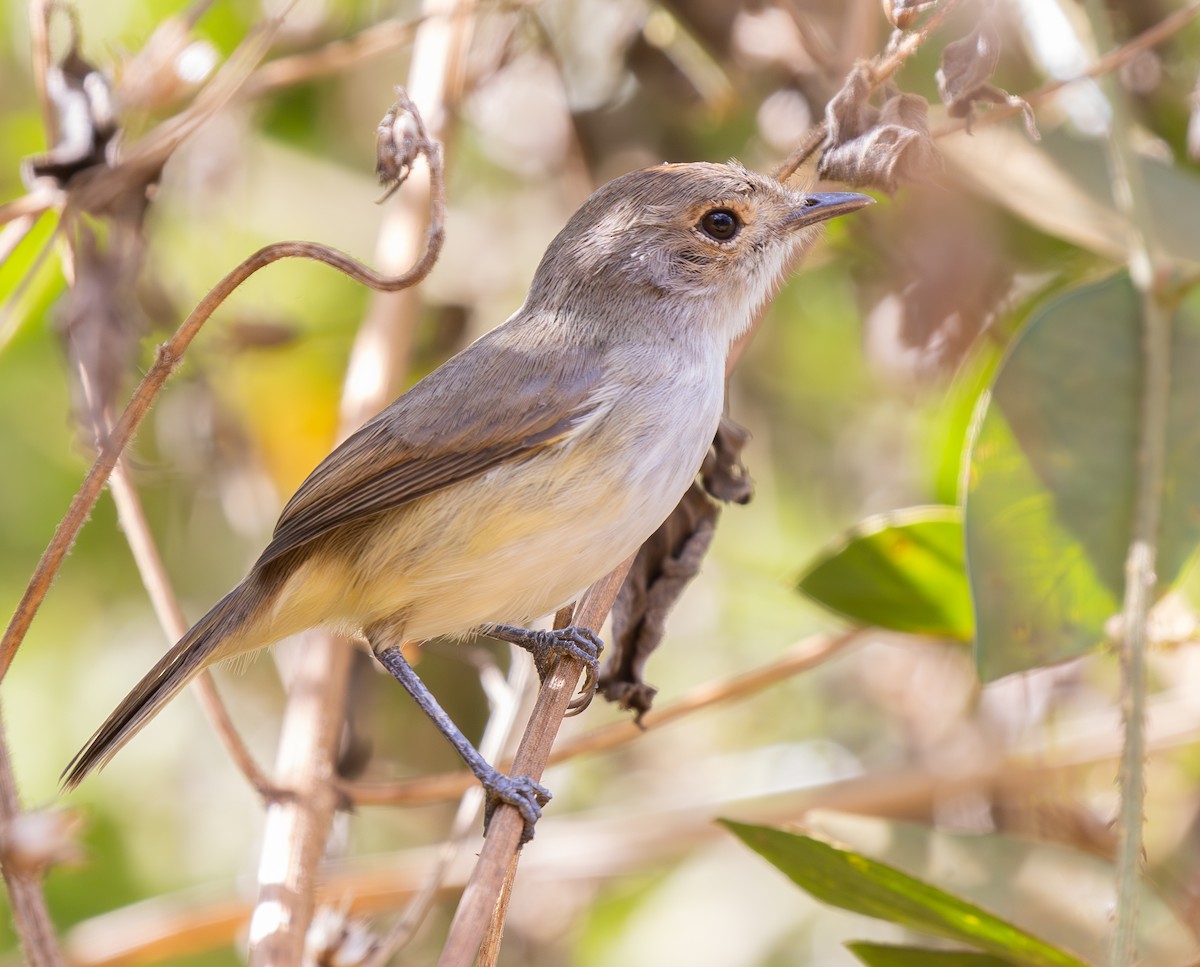 Fulvous-crowned Scrub-Tyrant - ML636551042