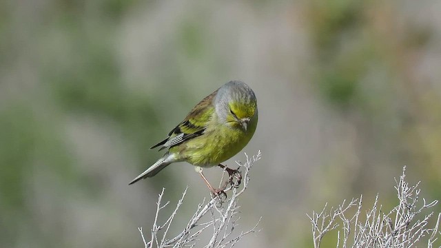 Corsican Finch - ML636551064