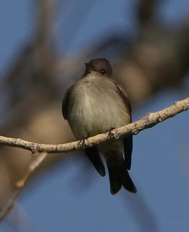 Western Wood-Pewee - ML636551275