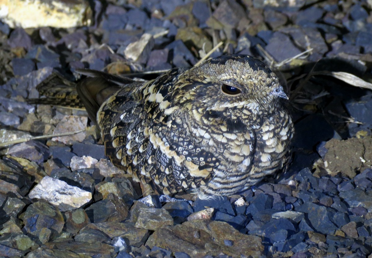 Square-tailed Nightjar - ML636551315