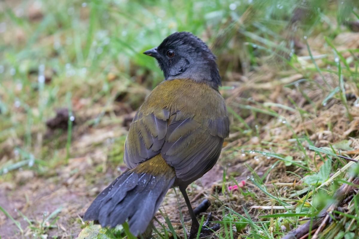 Large-footed Finch - ML636551323