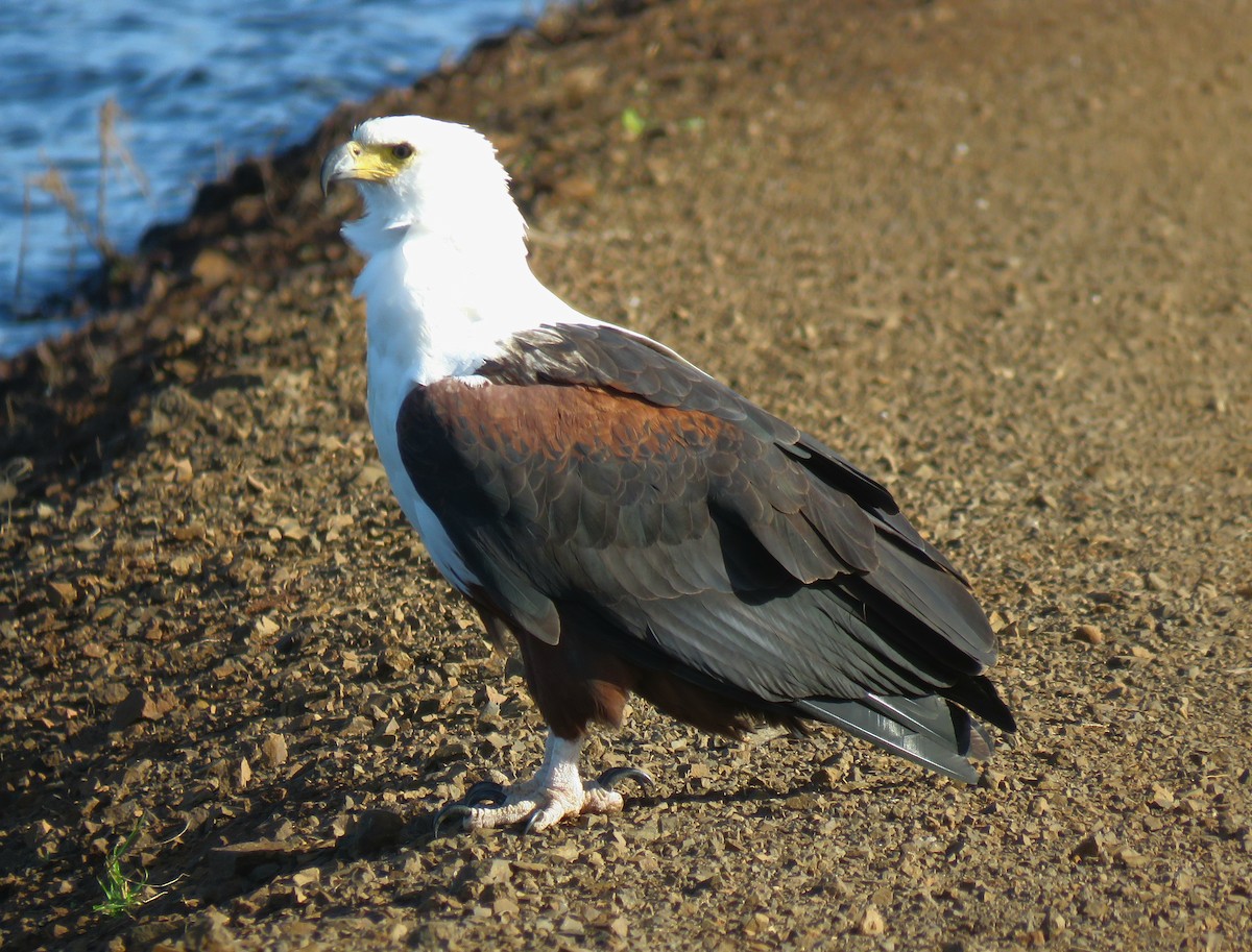 African Fish-Eagle - ML636551335