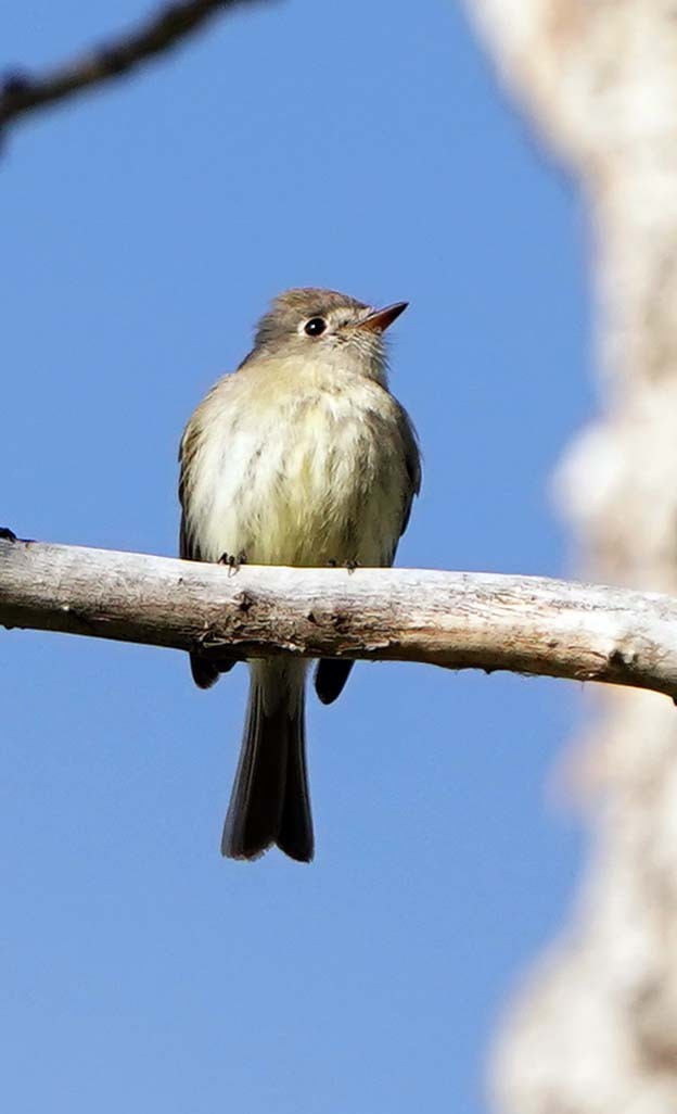 Dusky Flycatcher - ML636551348