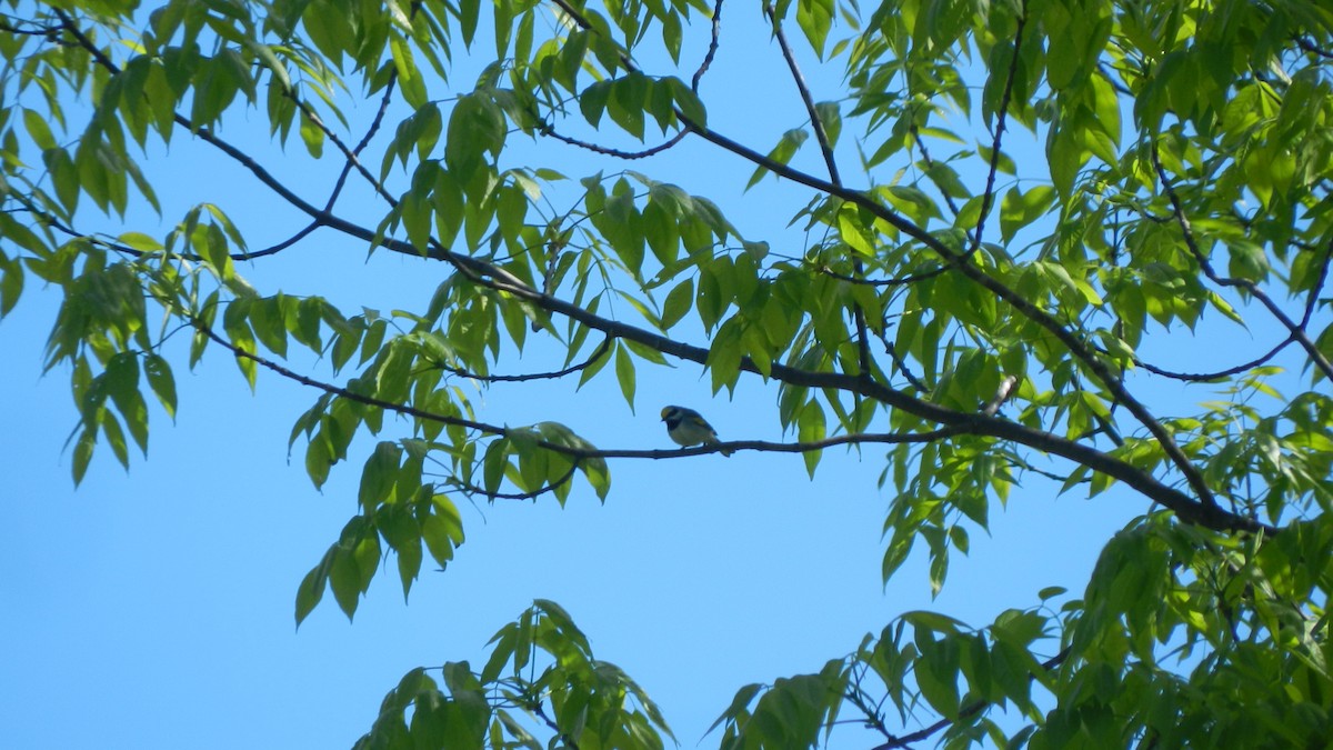 Golden-winged Warbler - ML636551475