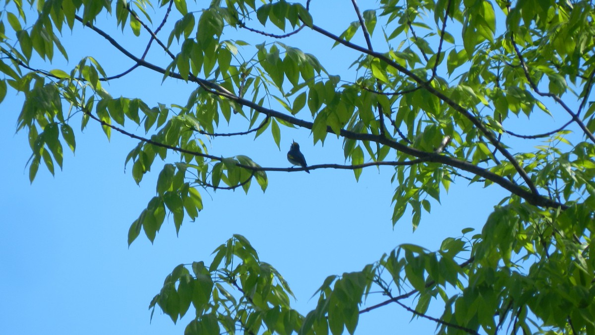 Golden-winged Warbler - ML636551486