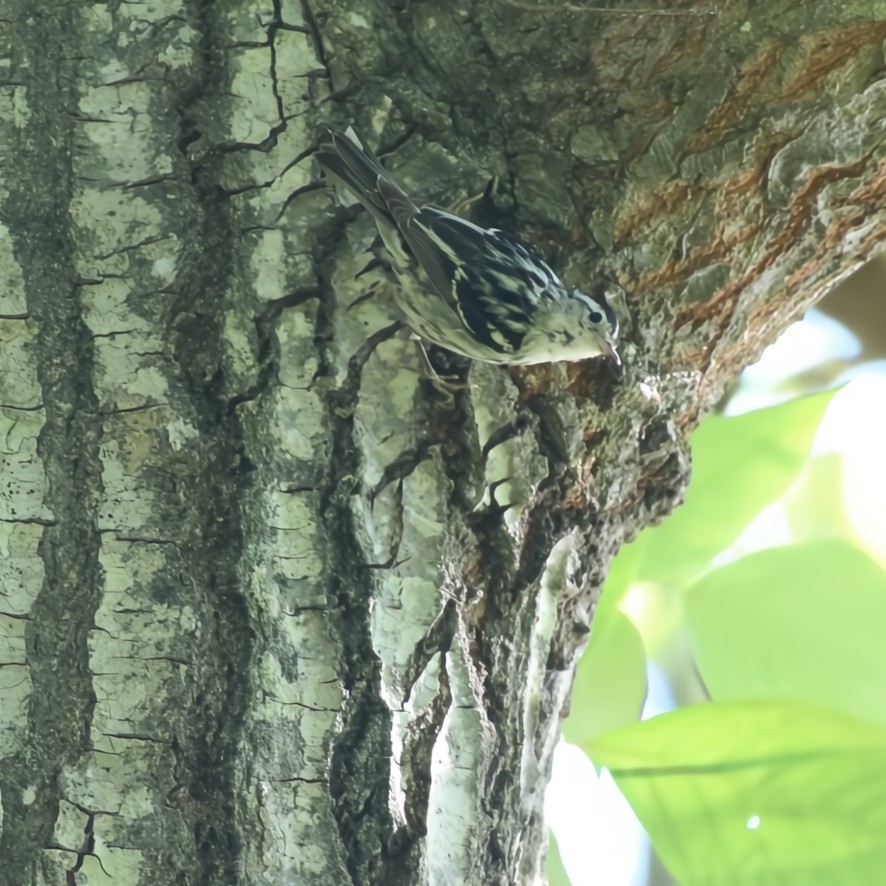 Black-and-white Warbler - ML636551617