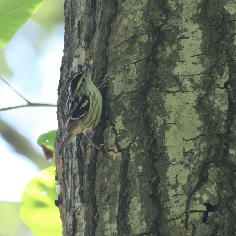 Black-and-white Warbler - ML636551618