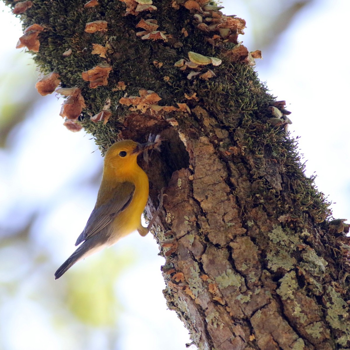 Prothonotary Warbler - ML636551628
