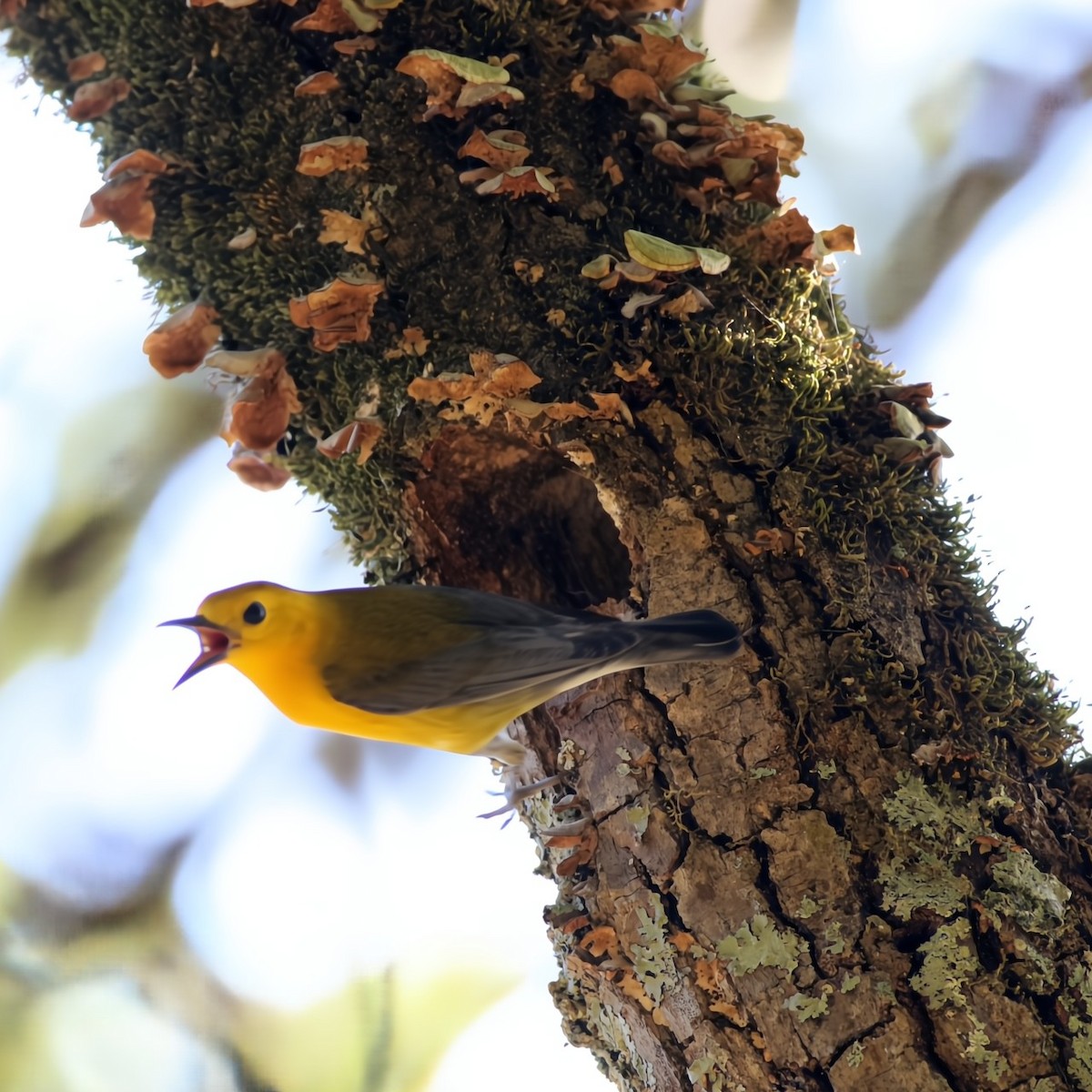 Prothonotary Warbler - ML636551629