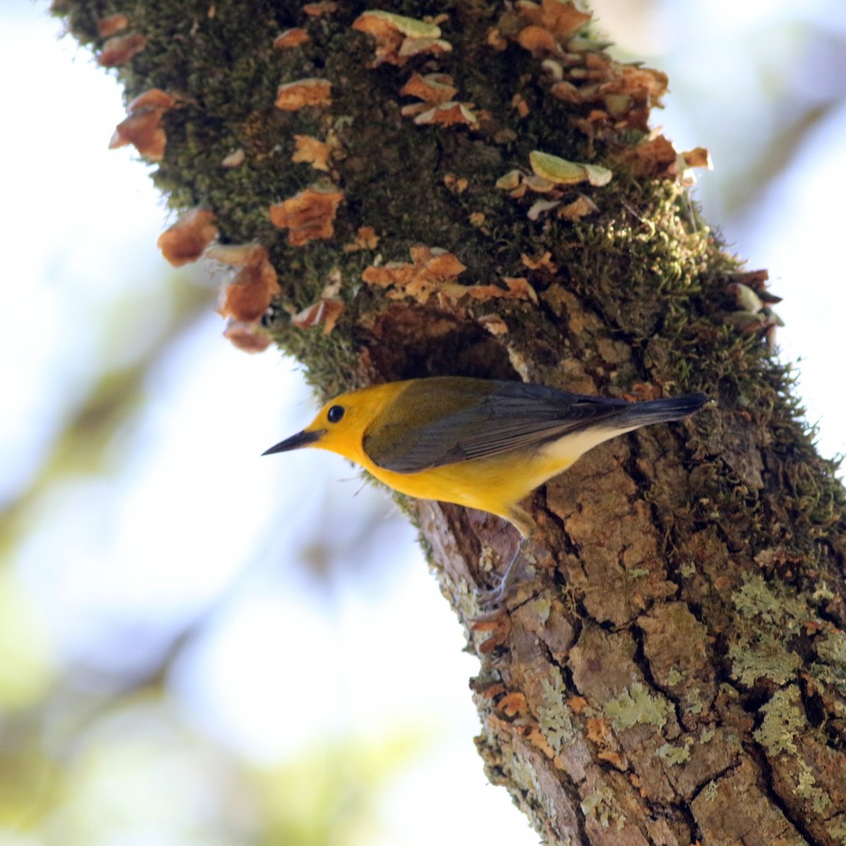 Prothonotary Warbler - ML636551631