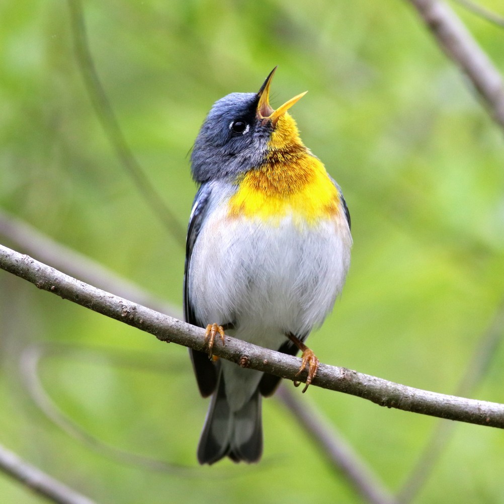 Northern Parula - ML636551637