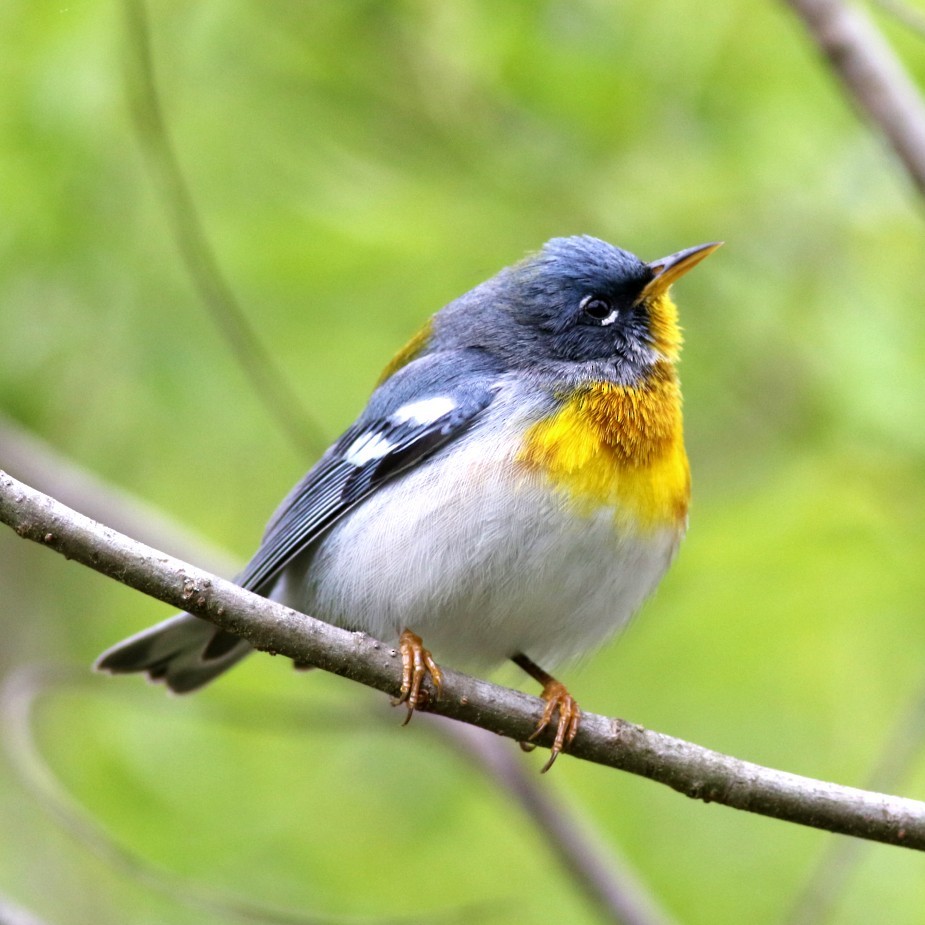 Northern Parula - ML636551638