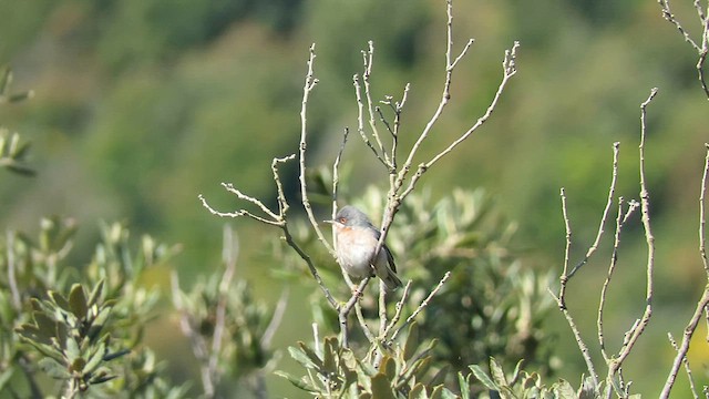 Moltoni's Warbler - ML636551651