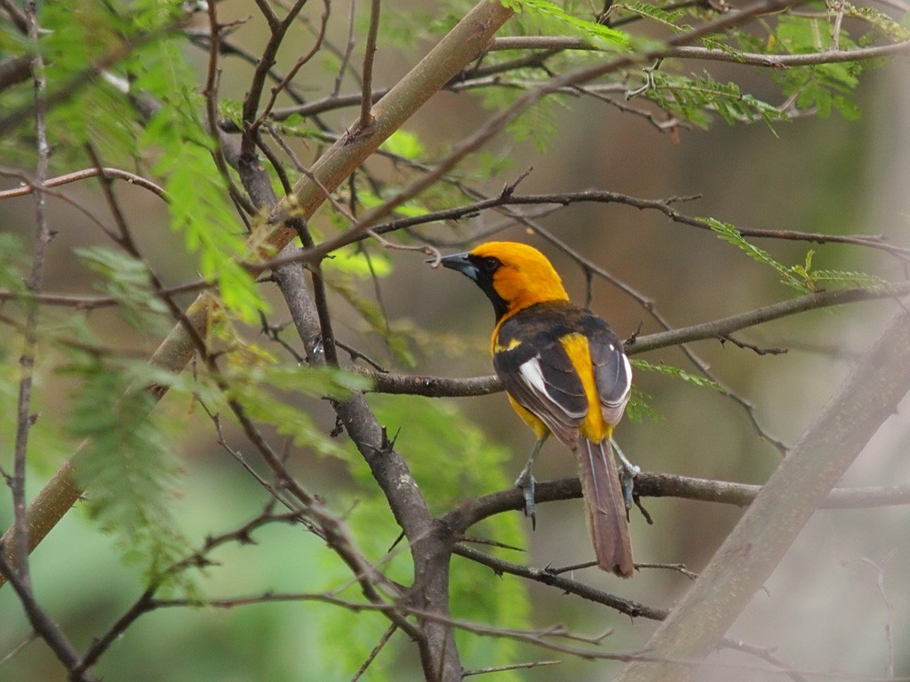 White-edged Oriole - ML636551666